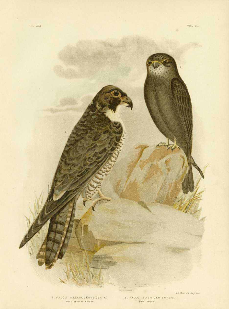 Black-Cheeked Falcon, 1891 av Gracius Broinowski
