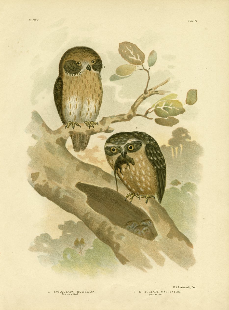 Boobook Owl, 1891 av Gracius Broinowski