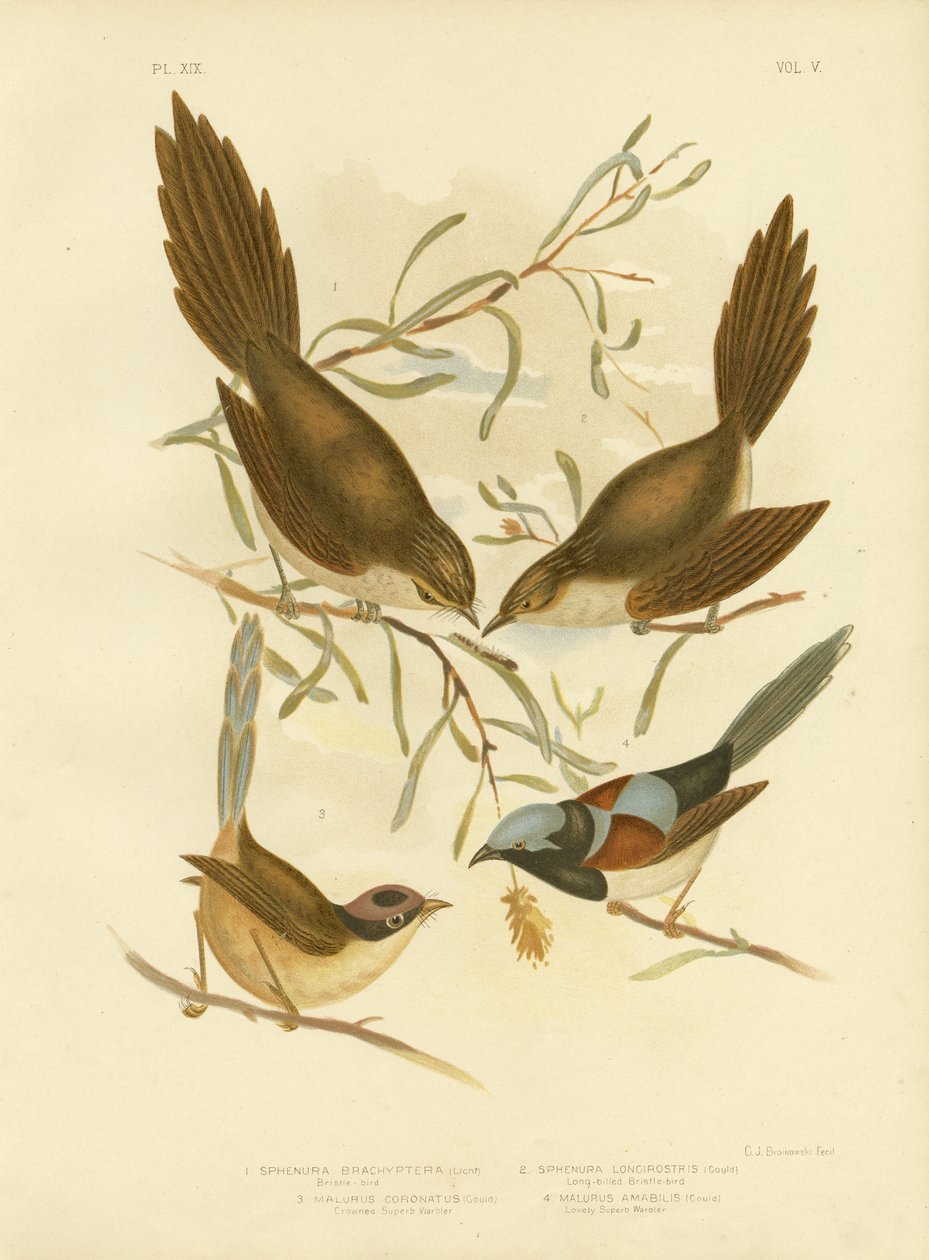 Bustfugl, 1891 av Gracius Broinowski