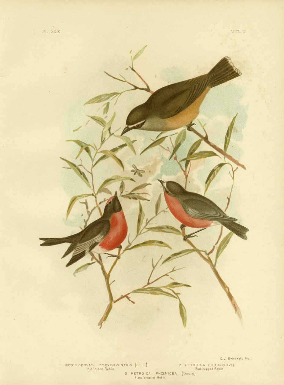 Buff-sided Robin, 1891 av Gracius Broinowski