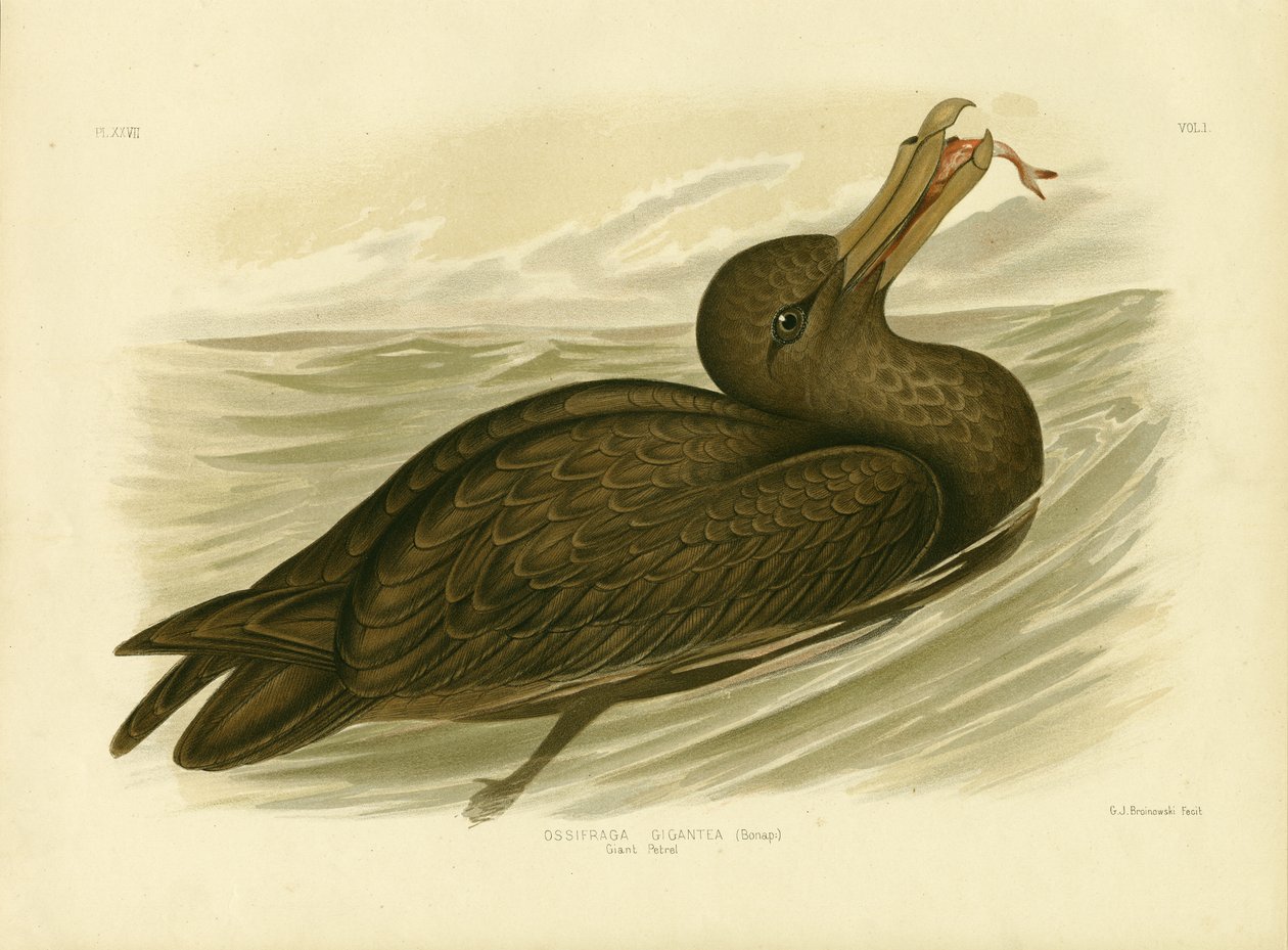 Kjempepetrel, 1891 av Gracius Broinowski