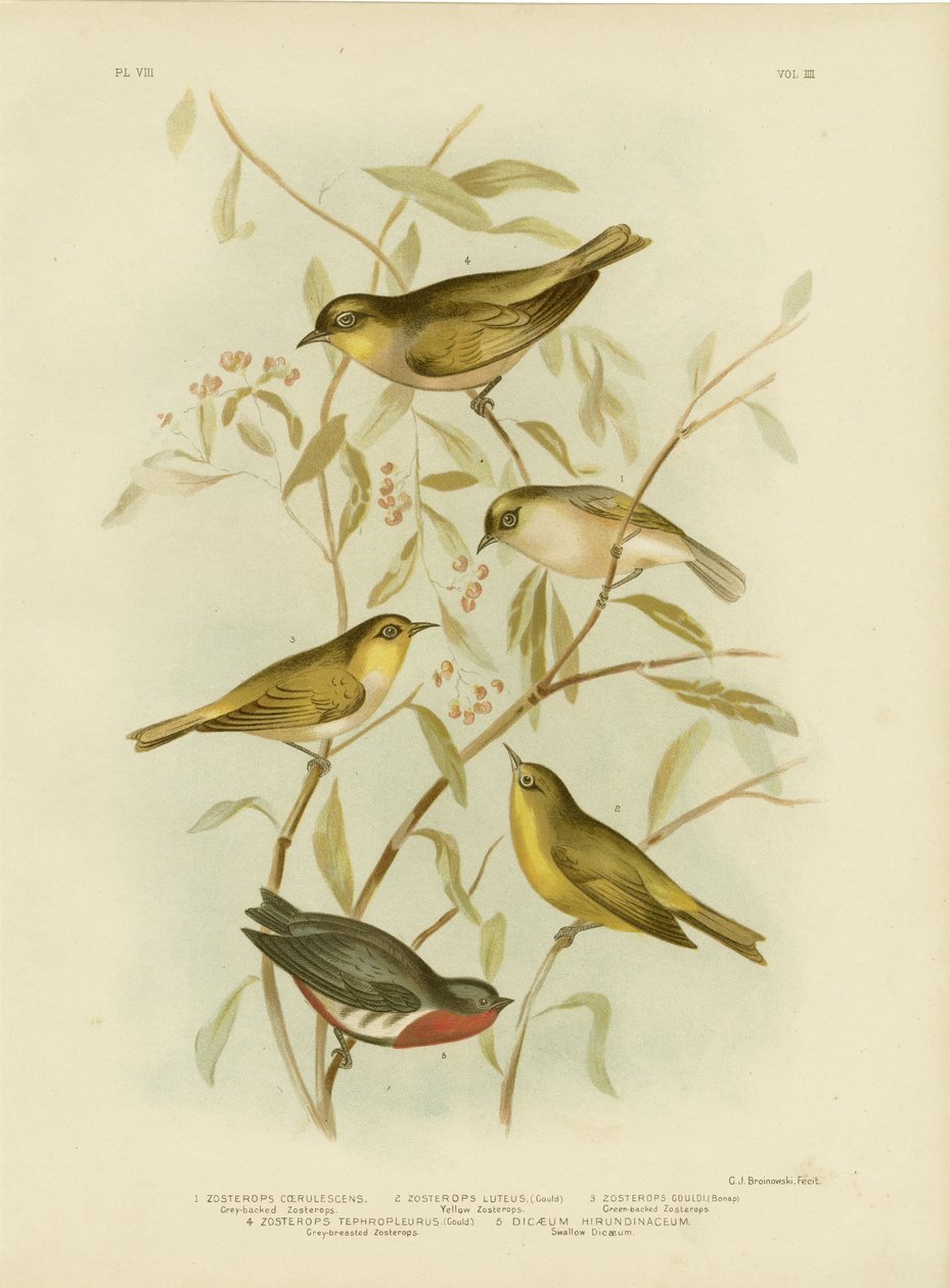 Grårygget Zosterops, 1891 av Gracius Broinowski