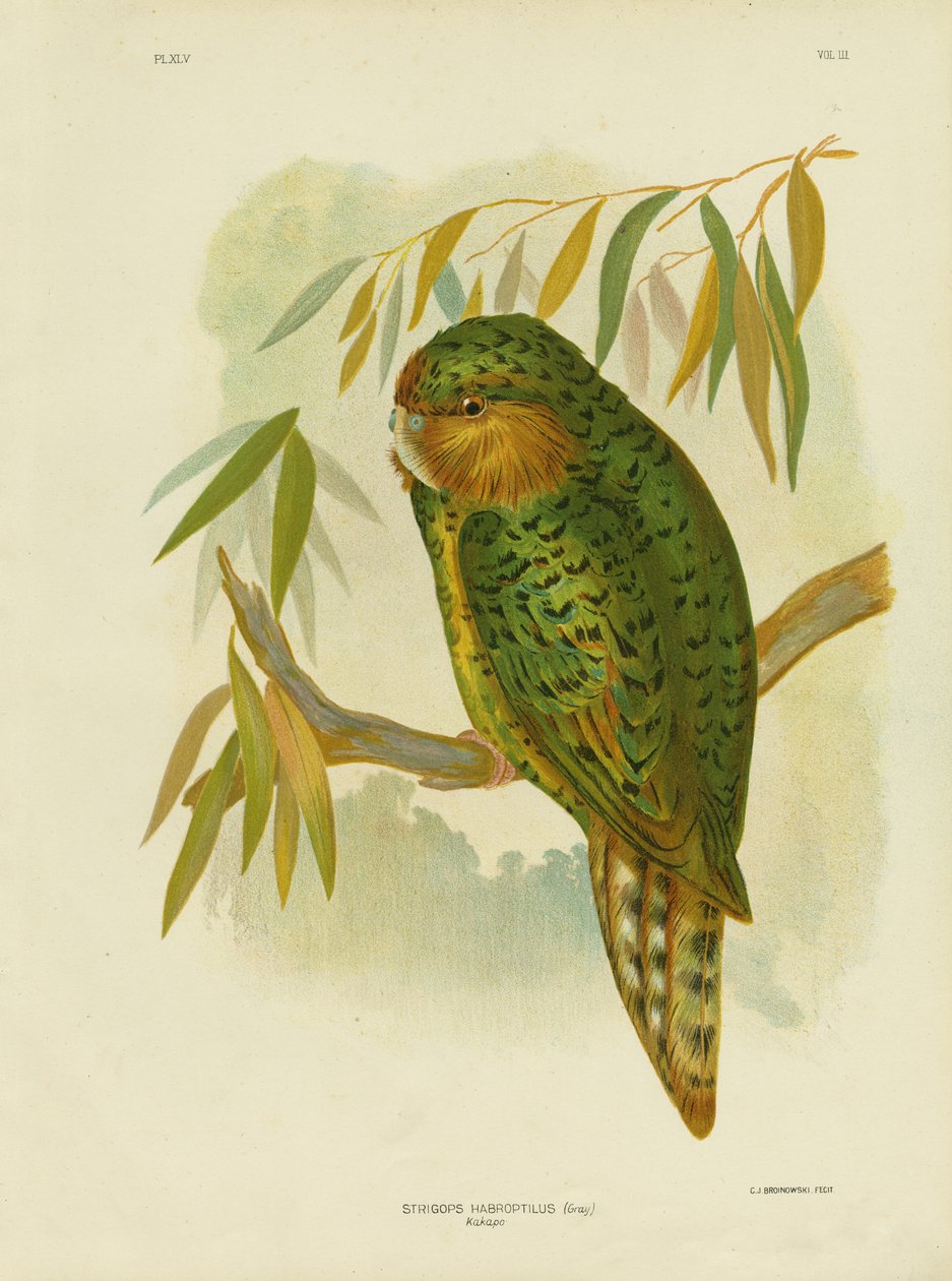 Kakapo, 1891 av Gracius Broinowski