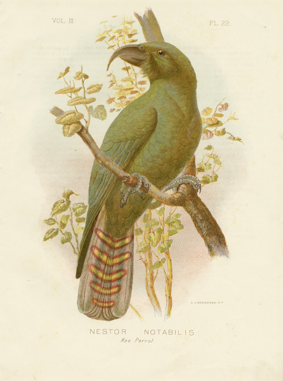 Kea, 1891 av Gracius Broinowski