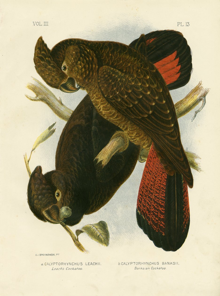 Leachs kakadu, 1891 av Gracius Broinowski