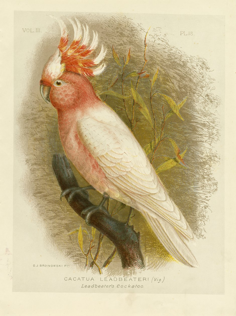 Leadbeaters kakadu, 1891 av Gracius Broinowski