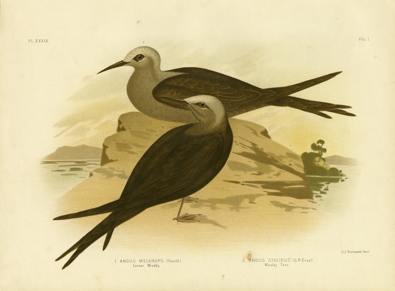 Lesser Noddy, 1891 av Gracius Broinowski