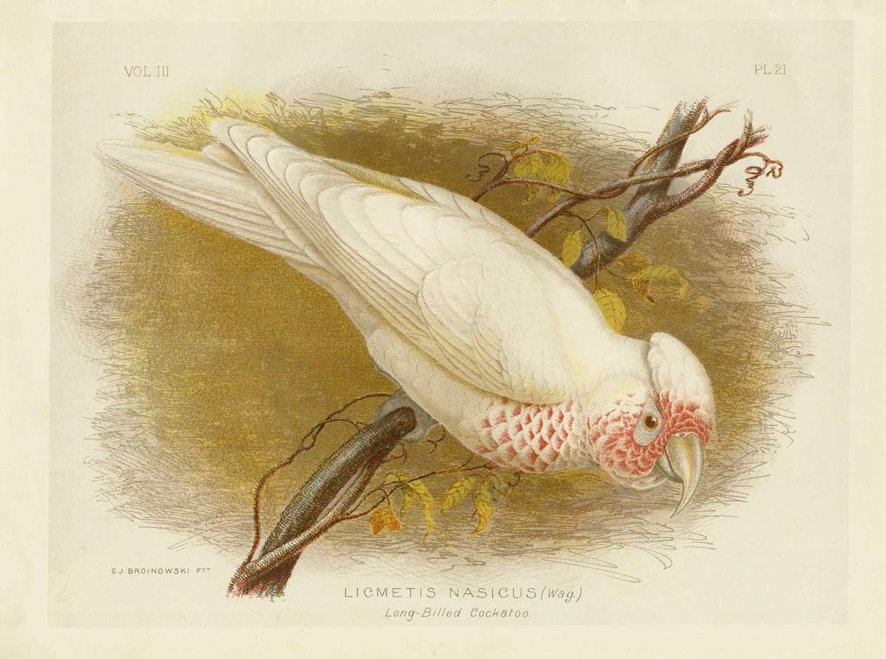 Langnebbkakadu, 1891 av Gracius Broinowski