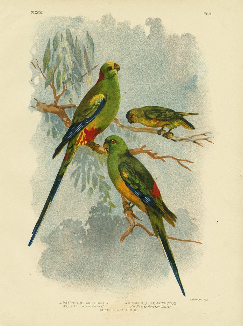Mangefarget parakitt, 1891 av Gracius Broinowski