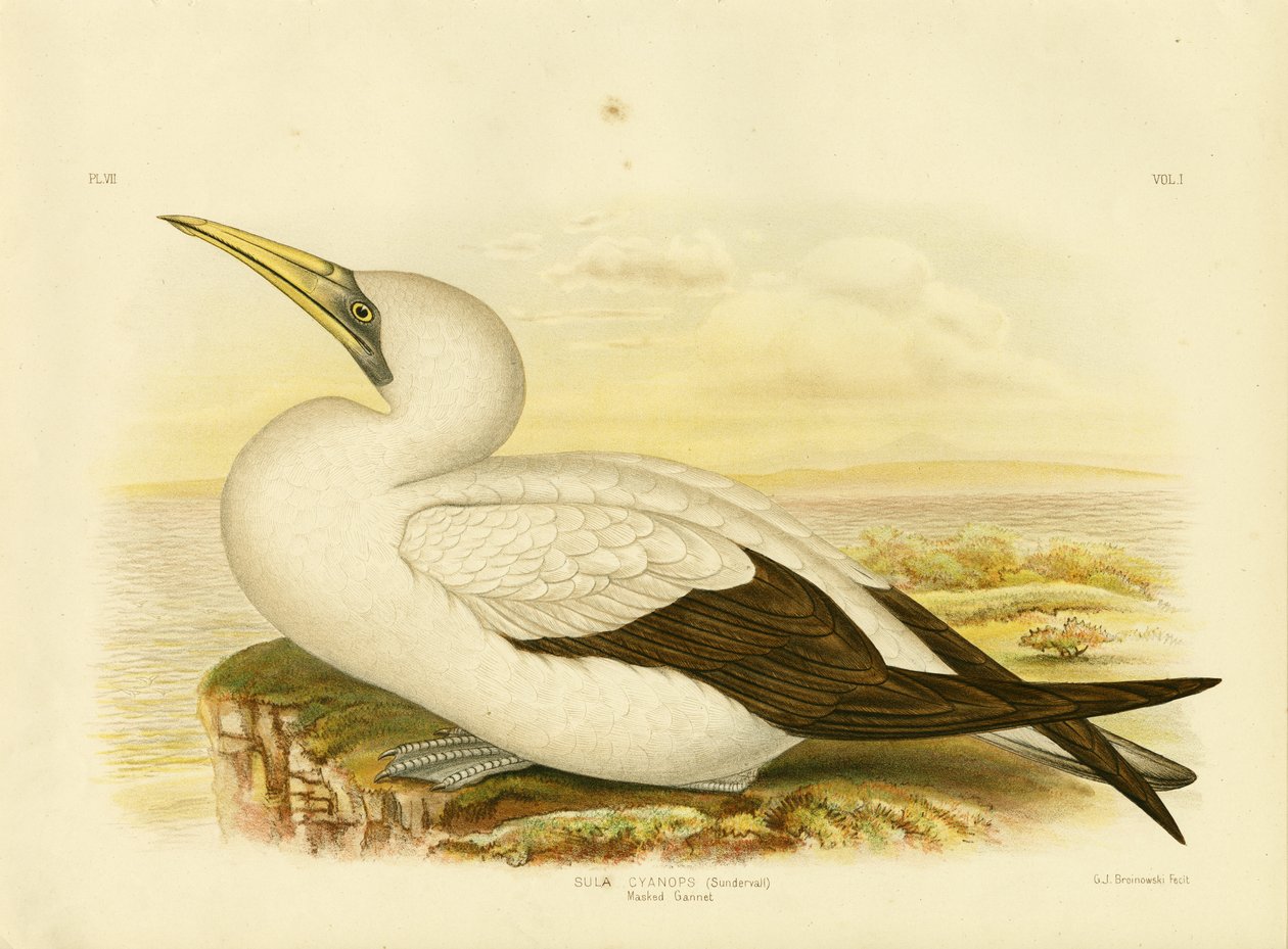 Masked Gannet, 1891 av Gracius Broinowski