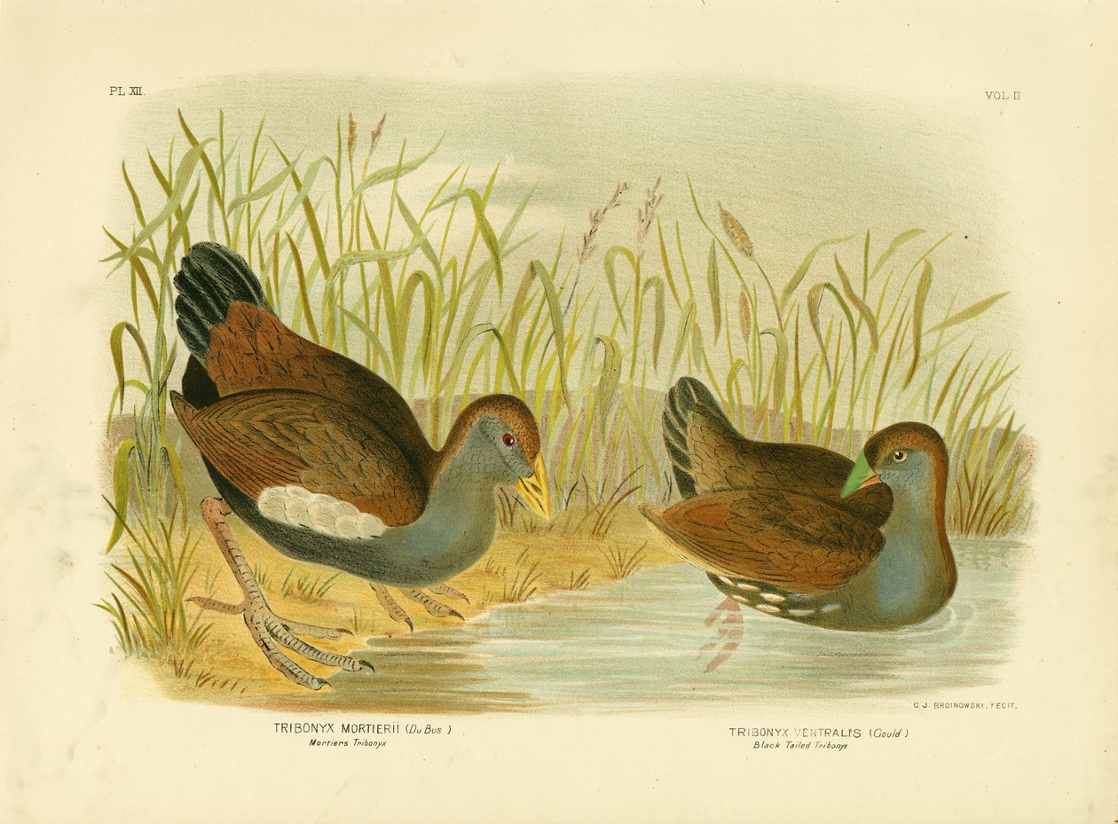 Mortiers Tribonyx eller Tasmanian Nativehen, 1891 av Gracius Broinowski