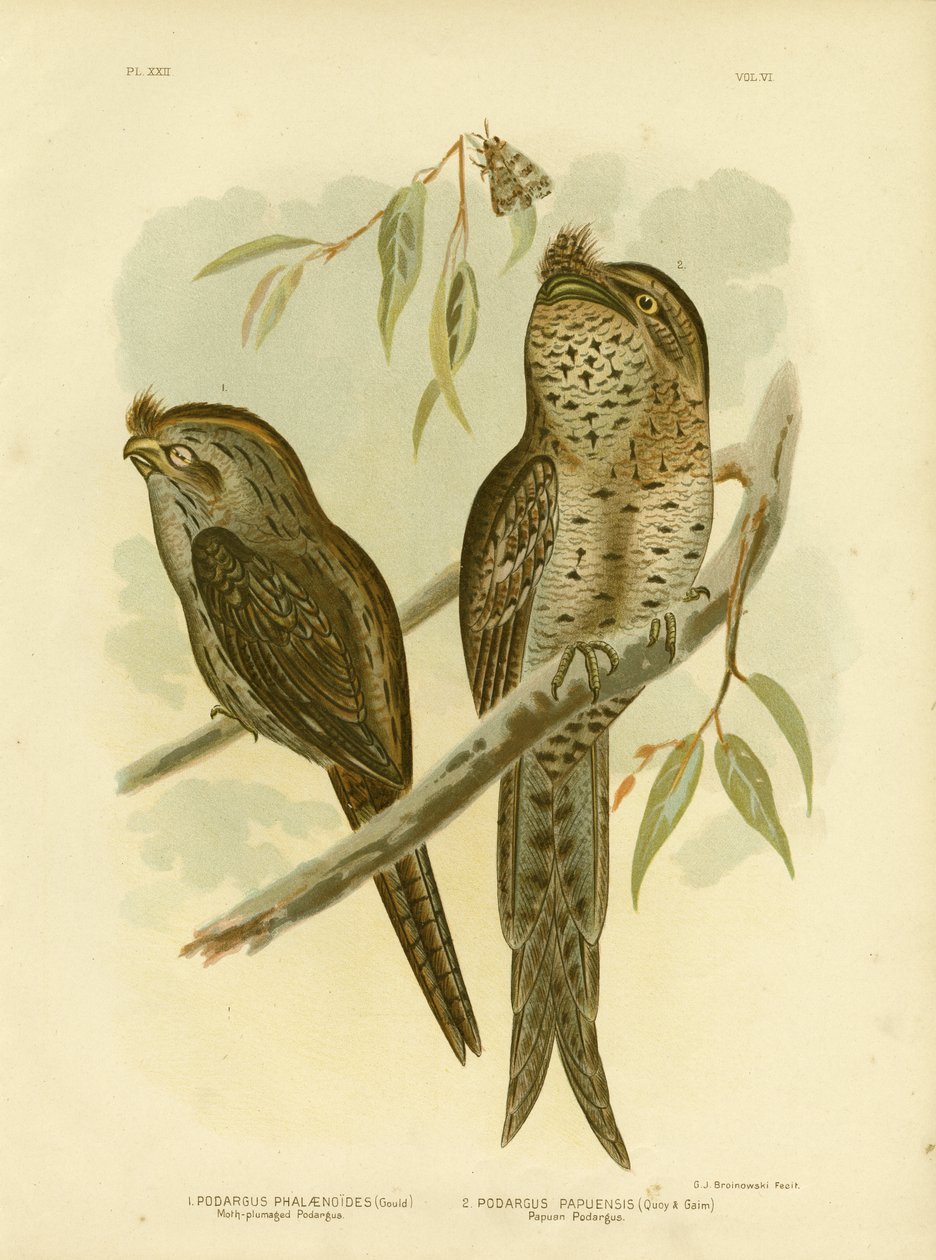 Moth-Plumaged Podargus, 1891 av Gracius Broinowski