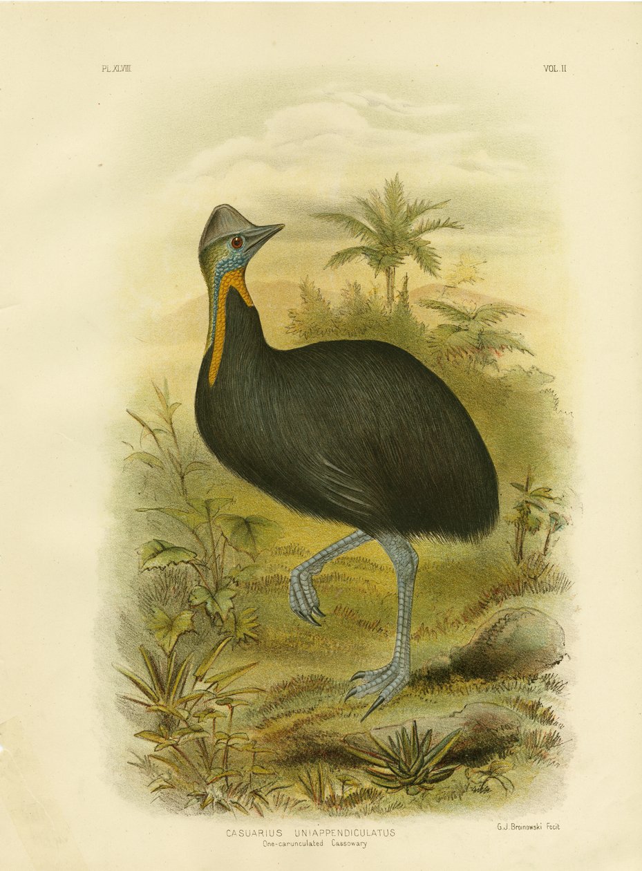 One-Wattled Cassowary, 1891 av Gracius Broinowski