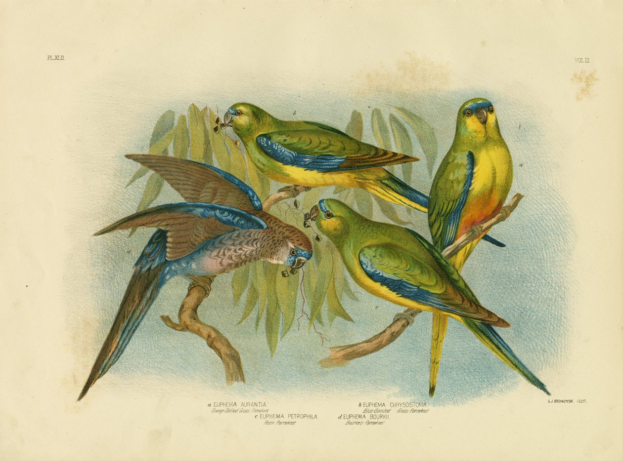 Orange-bellied gress-parakeet, 1891 av Gracius Broinowski