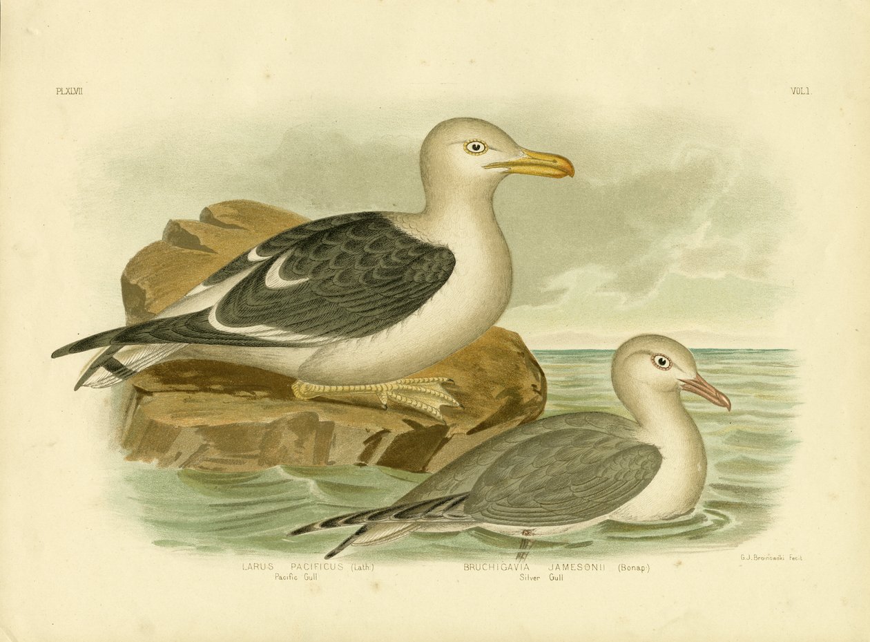 Pacific Gull, 1891 av Gracius Broinowski