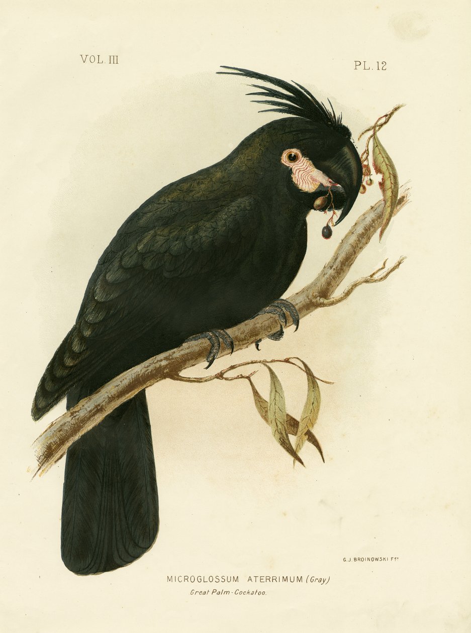Palmekakadu, 1891 av Gracius Broinowski