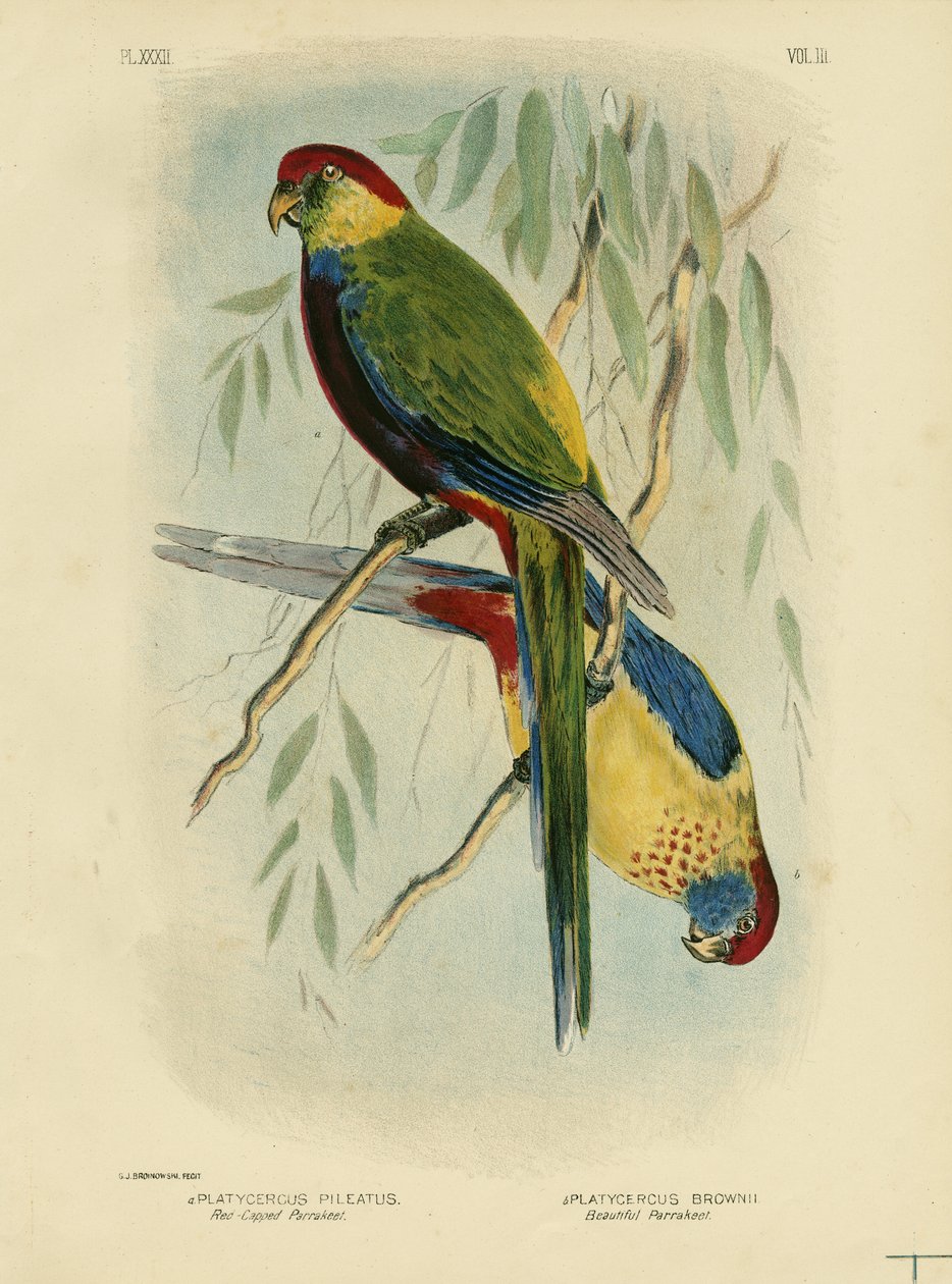 Red-Capped Parakeet, 1891 av Gracius Broinowski