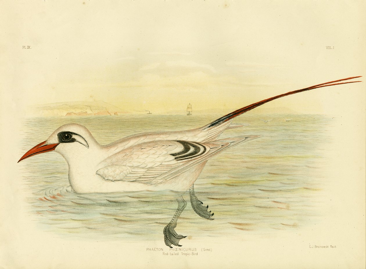 Rødhalet Tropicbird, 1891 av Gracius Broinowski