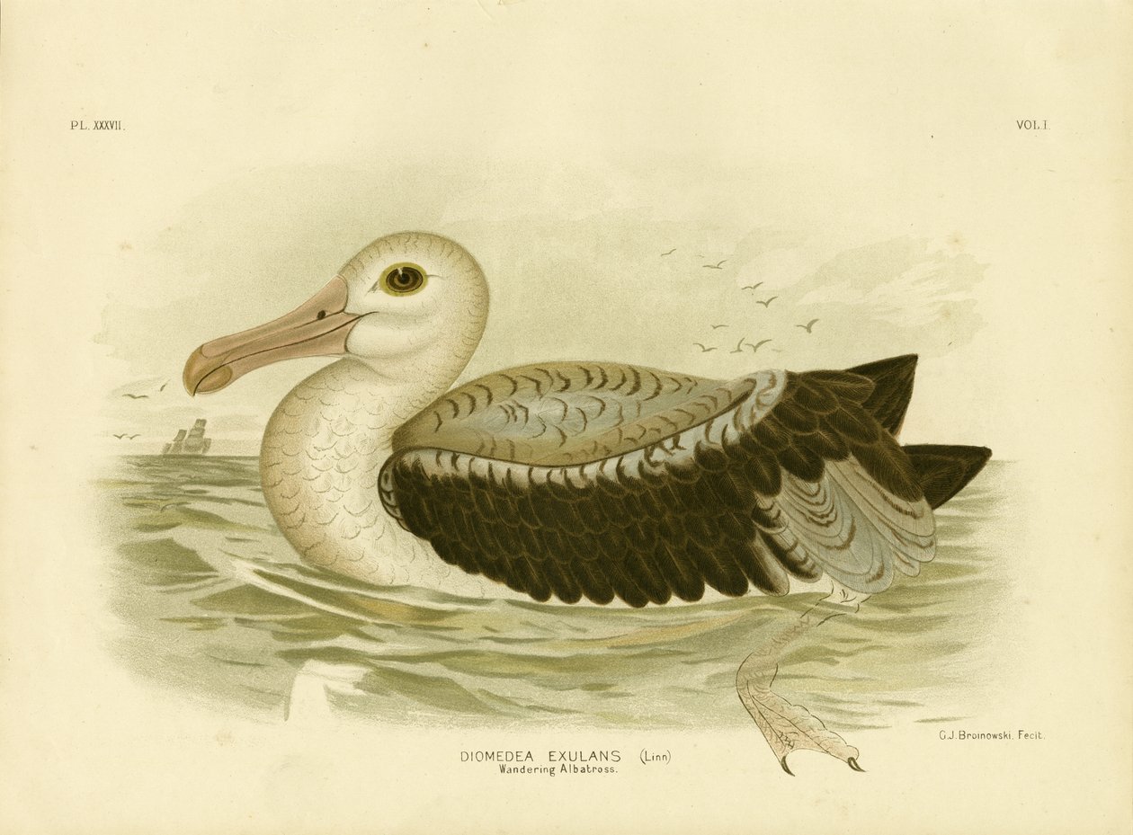 Sølvgrå petrel, 1891 av Gracius Broinowski
