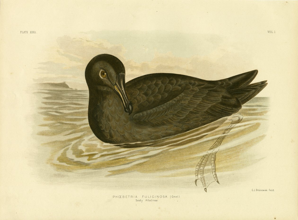 Soet albatross, 1891 av Gracius Broinowski