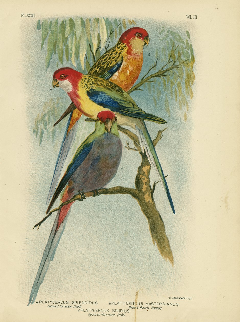 Splendid Parakeet, 1891 av Gracius Broinowski
