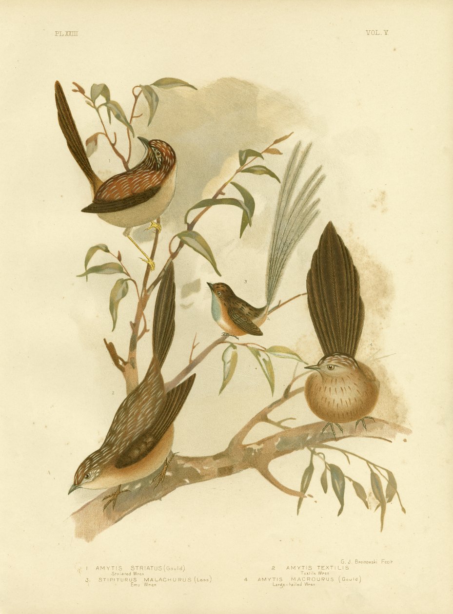 Striated Wren, 1891 av Gracius Broinowski