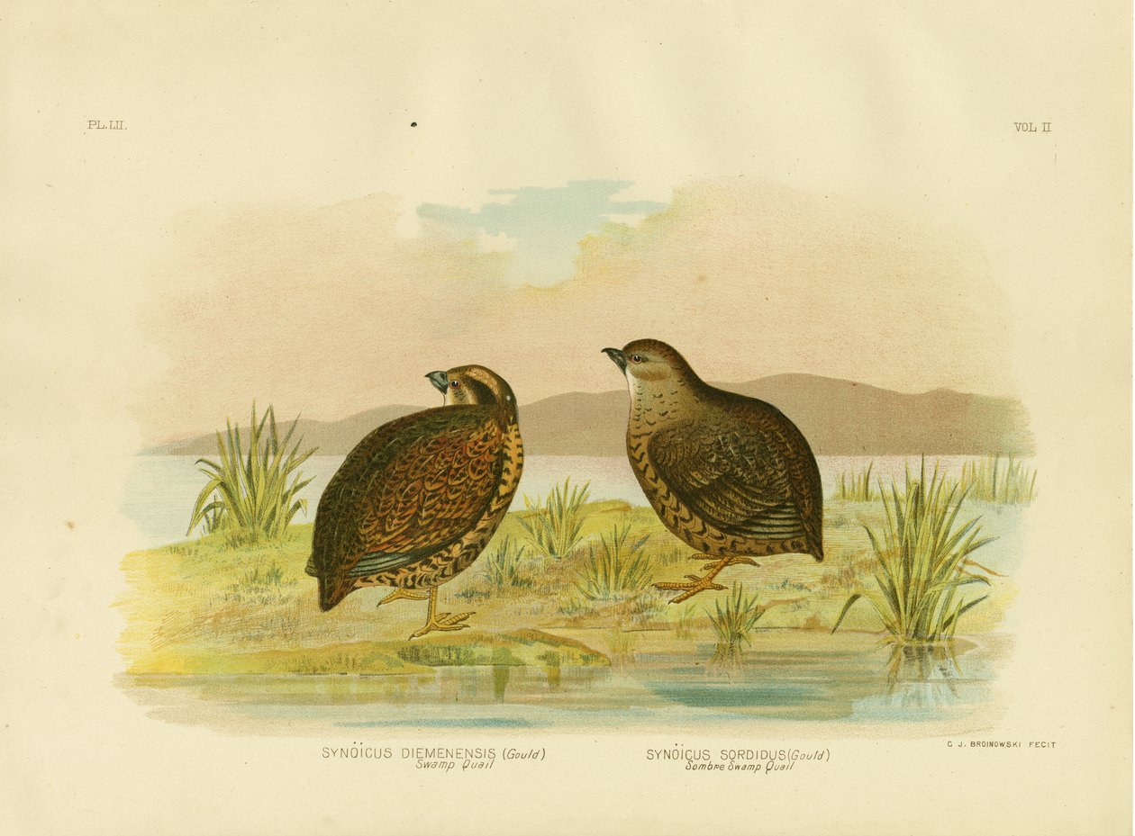 Tasmansk sumpvaktel, 1891 av Gracius Broinowski