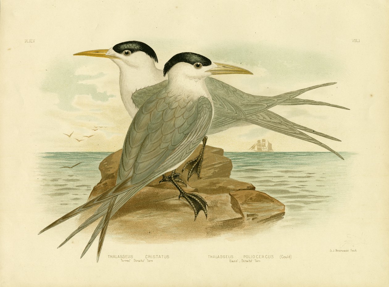 Torres Straits Tern, 1891 av Gracius Broinowski