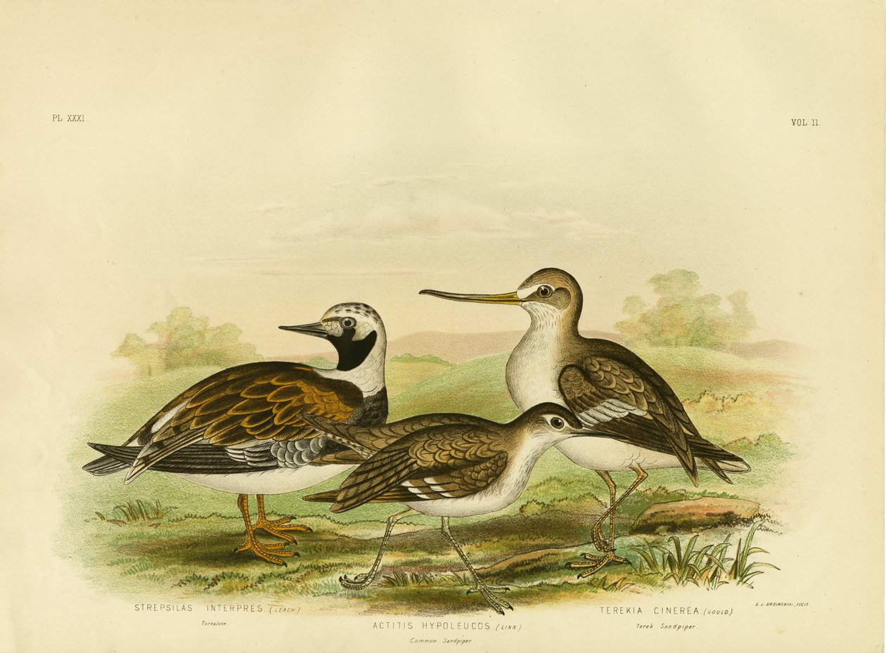 Turnstone, 1891 av Gracius Broinowski