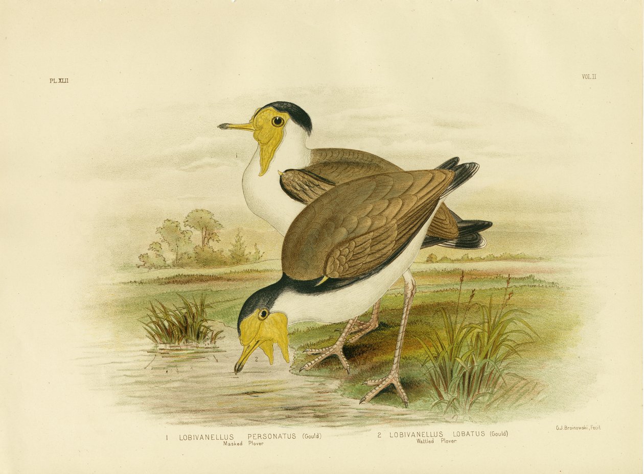 Wattled Plover, 1891 av Gracius Broinowski