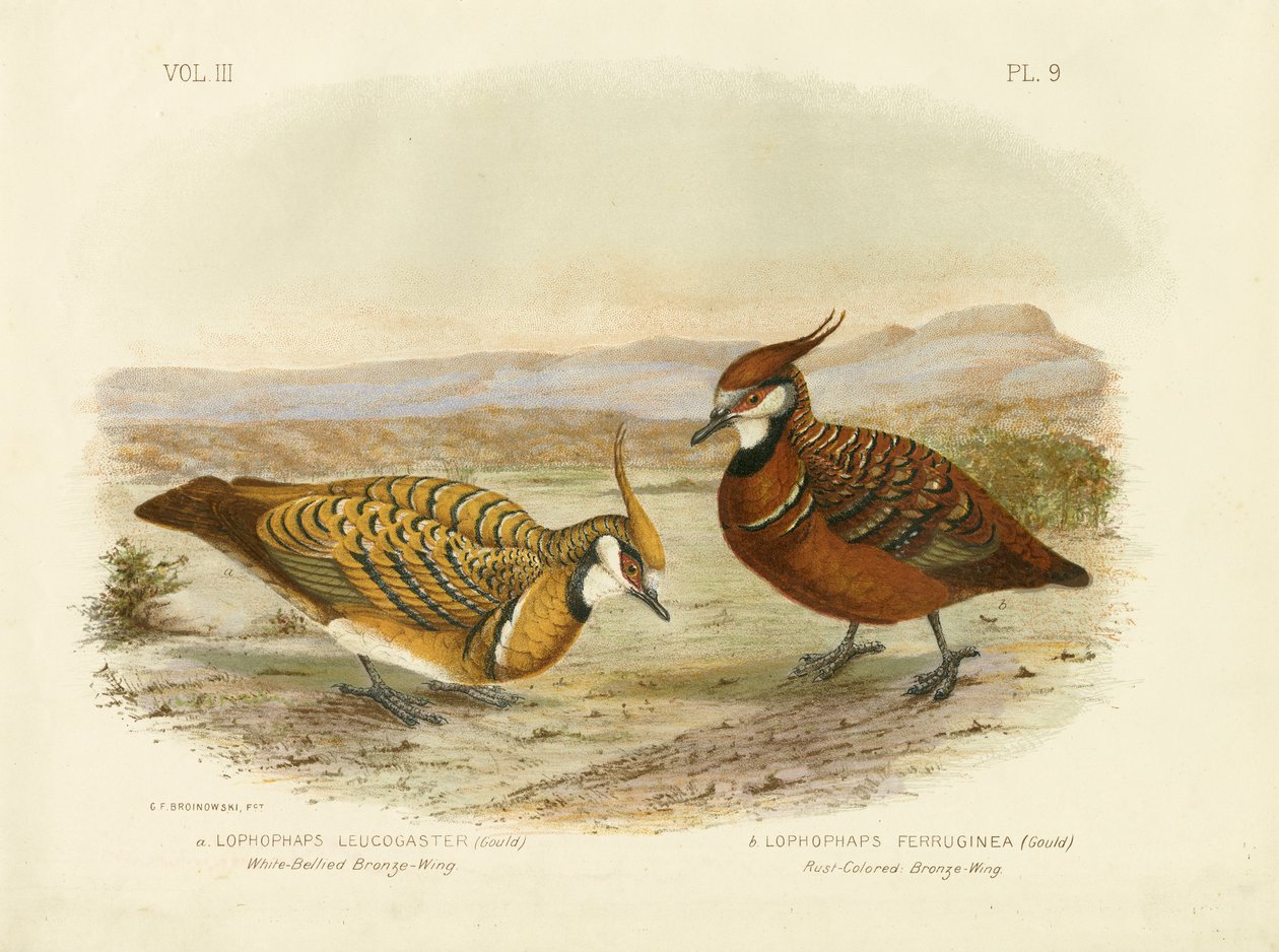 White-bellied bronzewing, 1891 av Gracius Broinowski