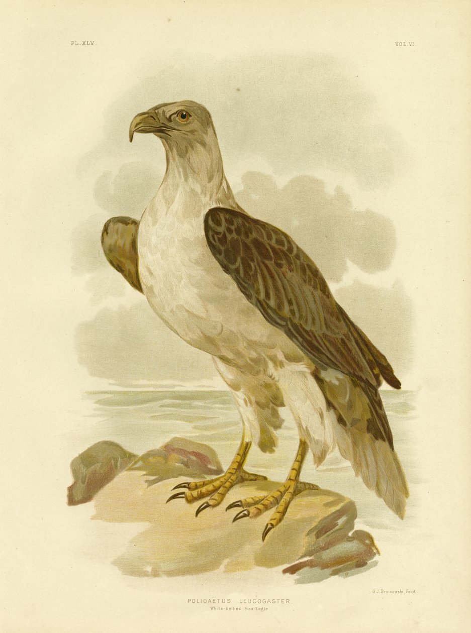 Hvitbuget havørn, 1891 av Gracius Broinowski