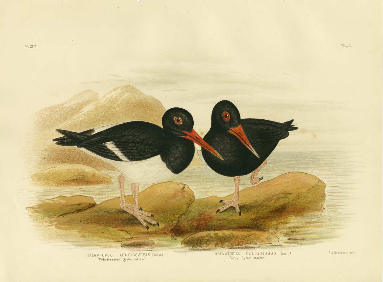 Hvitbrystet østerskaster, 1891 av Gracius Broinowski
