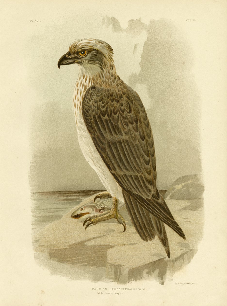 Hvithodet fiskeørn, 1891 av Gracius Broinowski