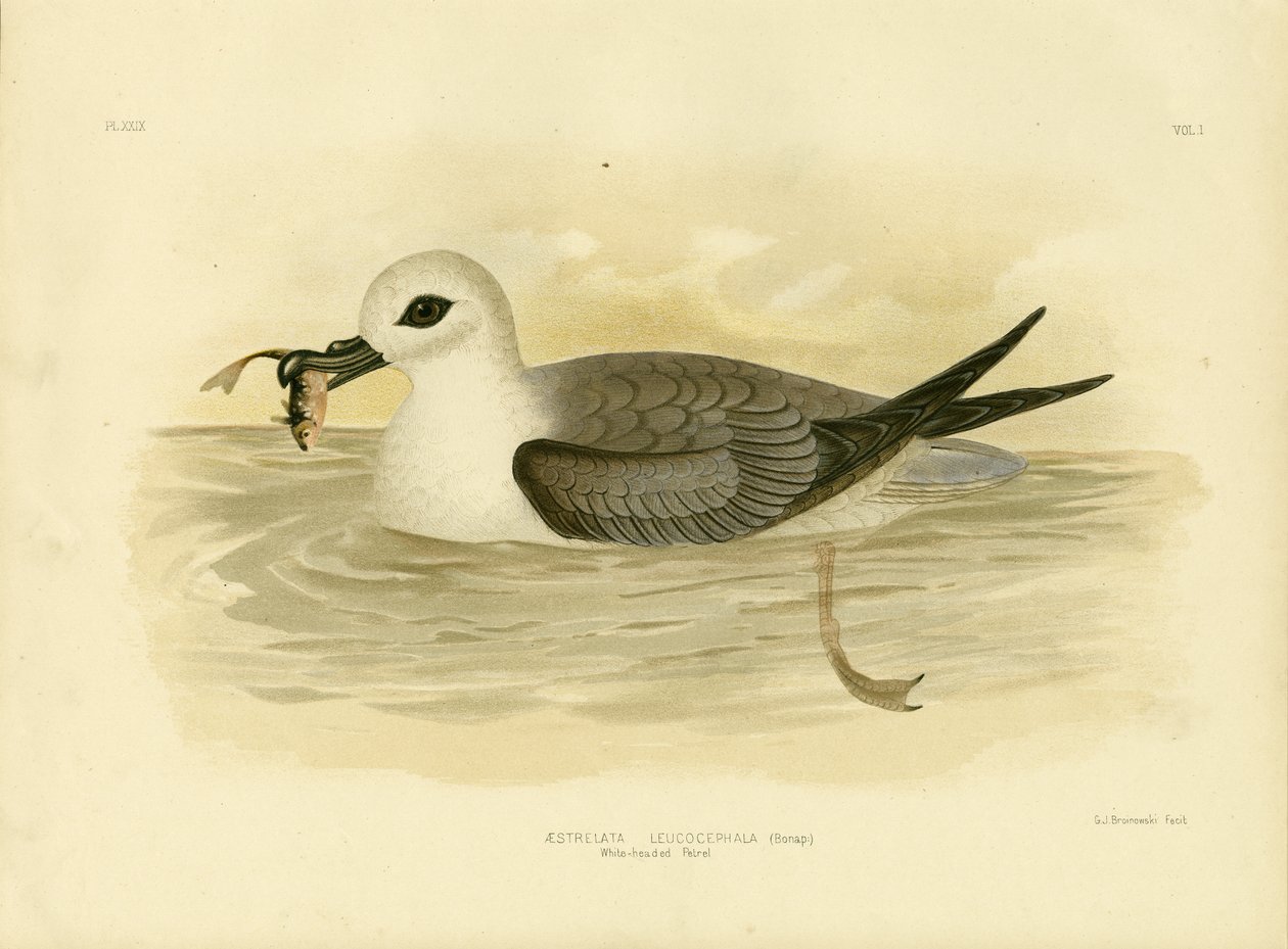 Hvithodepetrel, 1891 av Gracius Broinowski