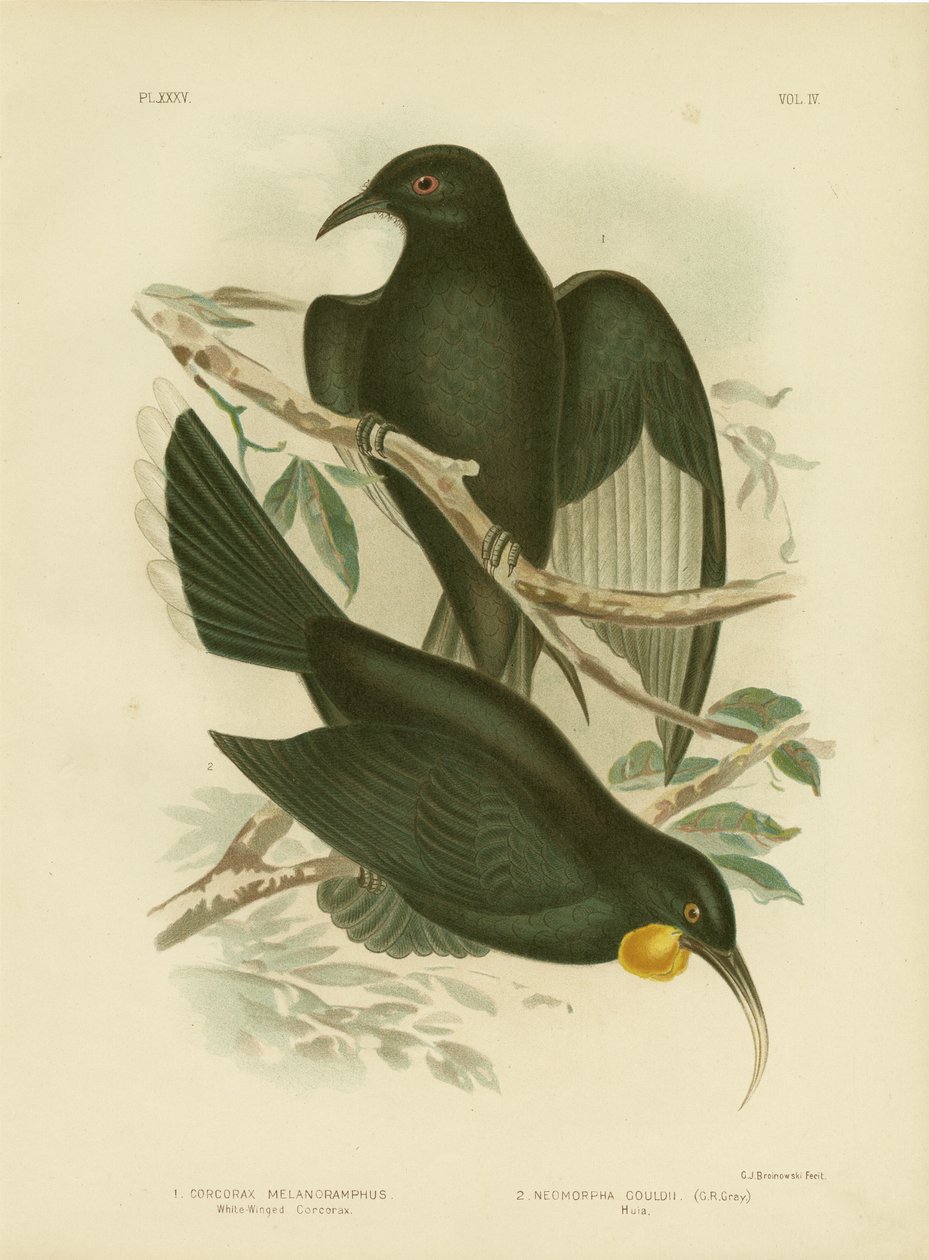White-Winged Corcorax, 1891 av Gracius Broinowski