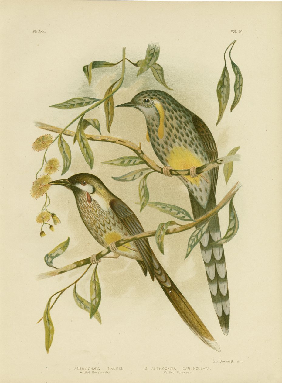 Yellow Wattlebird, 1891 av Gracius Broinowski