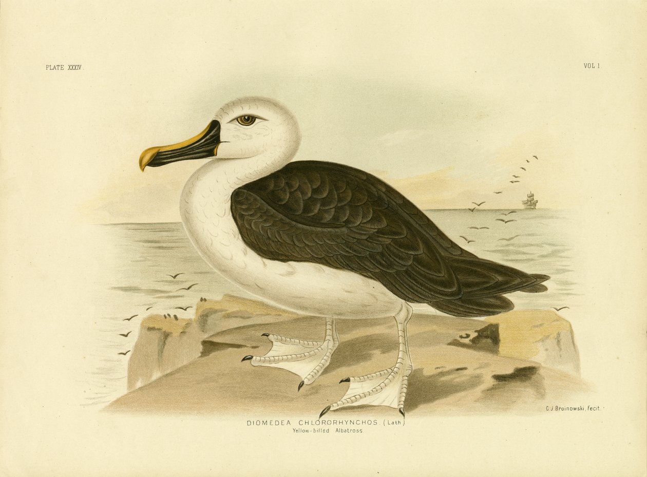 Gulneset albatross, 1891 av Gracius Broinowski