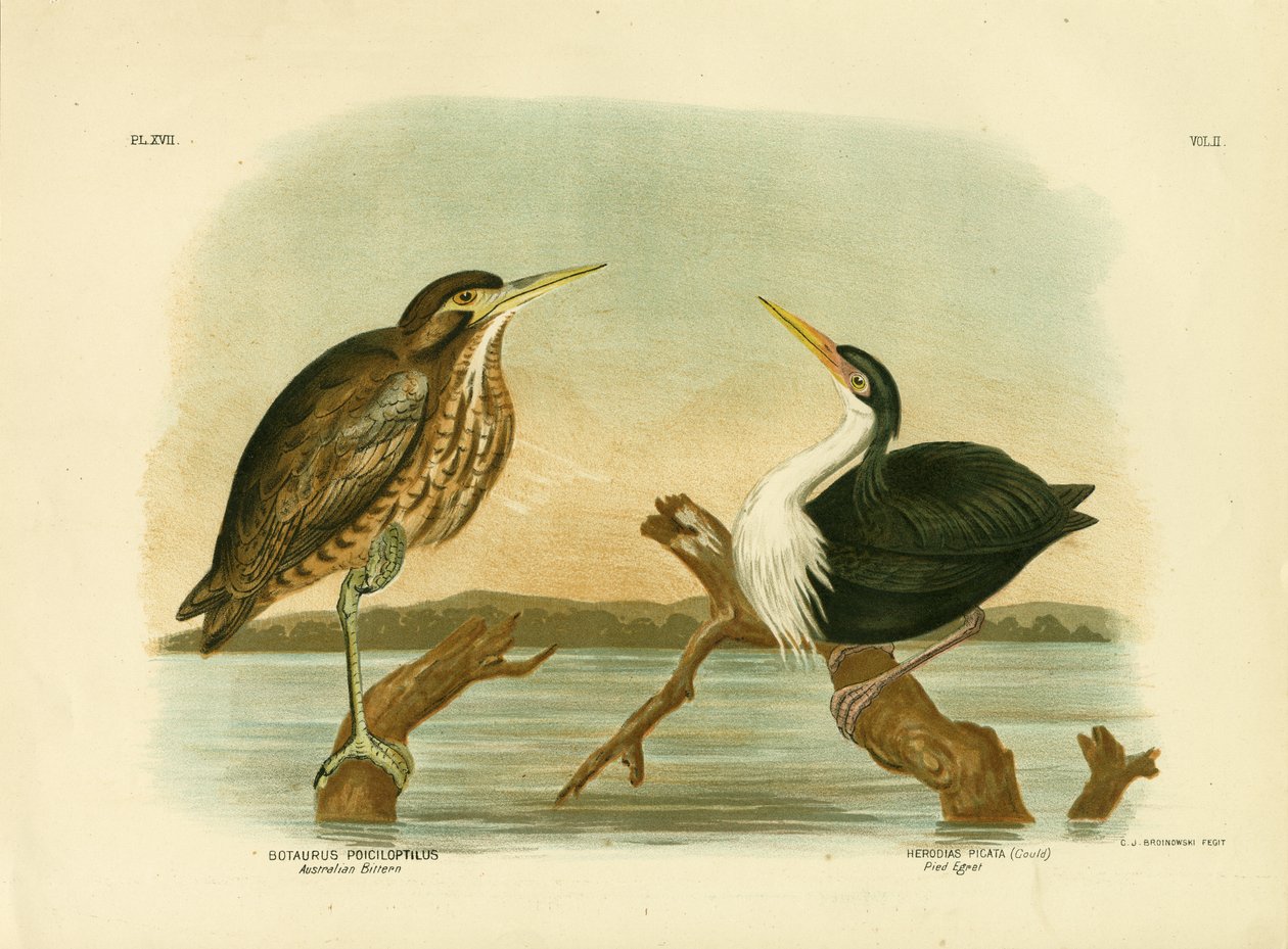 Australian Bittern, 1891 av Gracius Broinowski