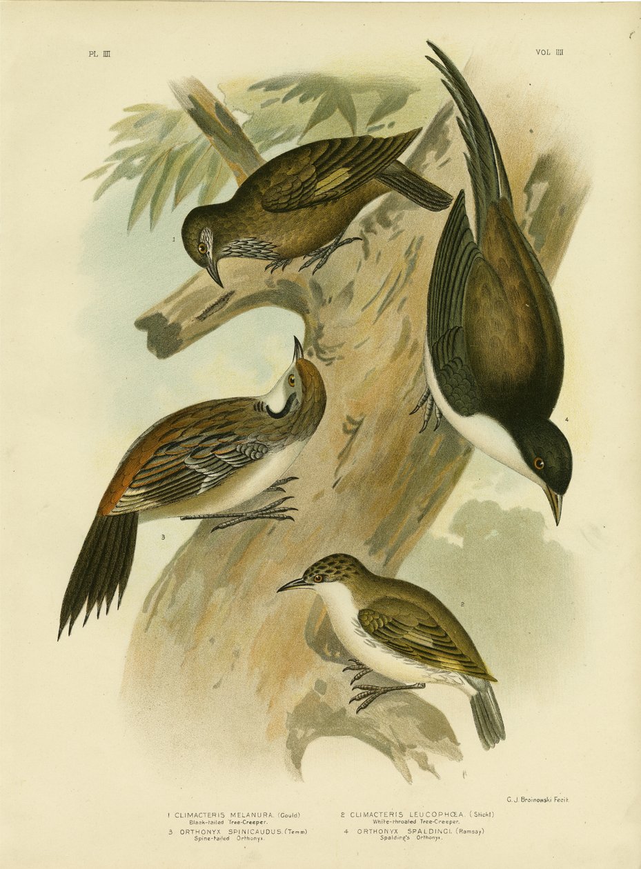 Black-tailed Treecreeper, 1891 av Gracius Broinowski