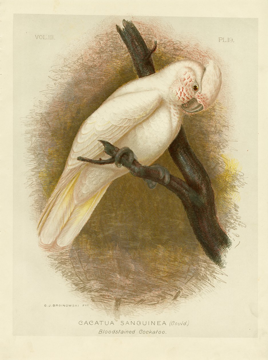 Blodfarget kakadu, 1891 av Gracius Broinowski