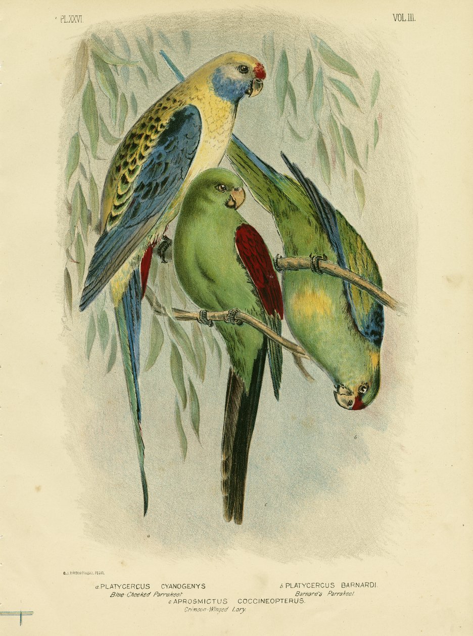 Blue-Cheeked Parakeet, 1891 av Gracius Broinowski