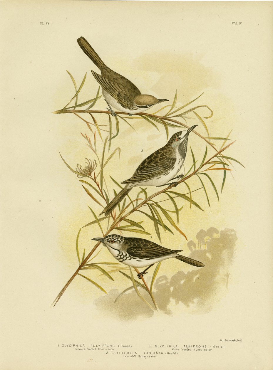 Honeyeater med fulvous front, 1891 av Gracius Broinowski