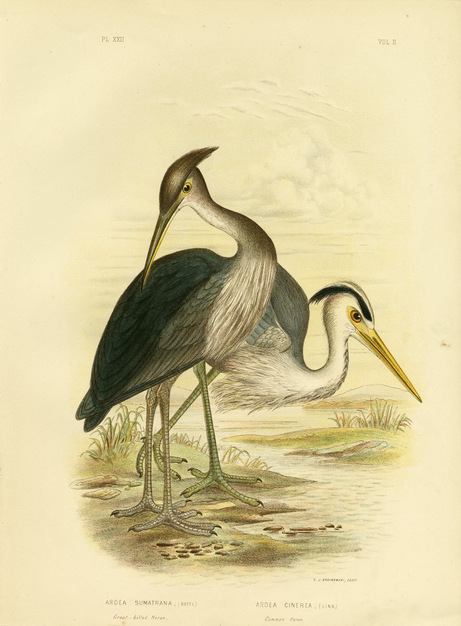 Stornebbhegre eller mørkegråhegre, 1891 av Gracius Broinowski