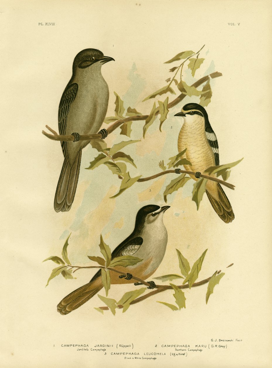 Jardines Campephaga eller vanlig sikadafugl, 1891 av Gracius Broinowski