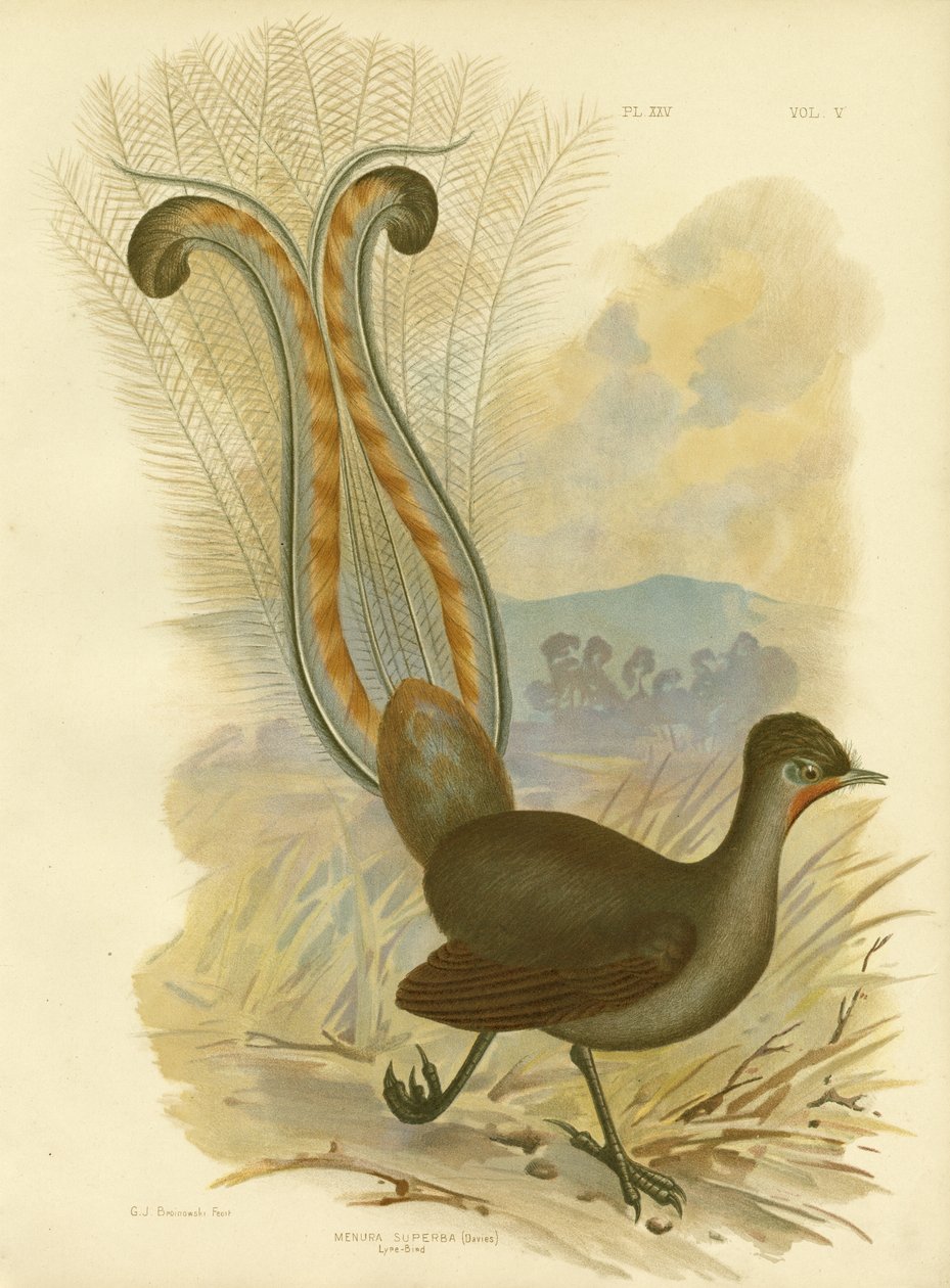 Lyrebird, 1891 av Gracius Broinowski