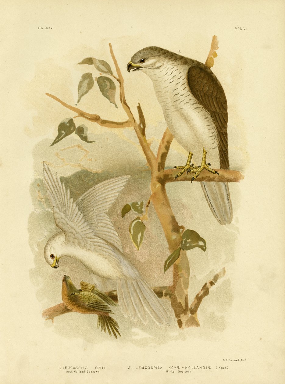 New Holland Goshawk, 1891 av Gracius Broinowski