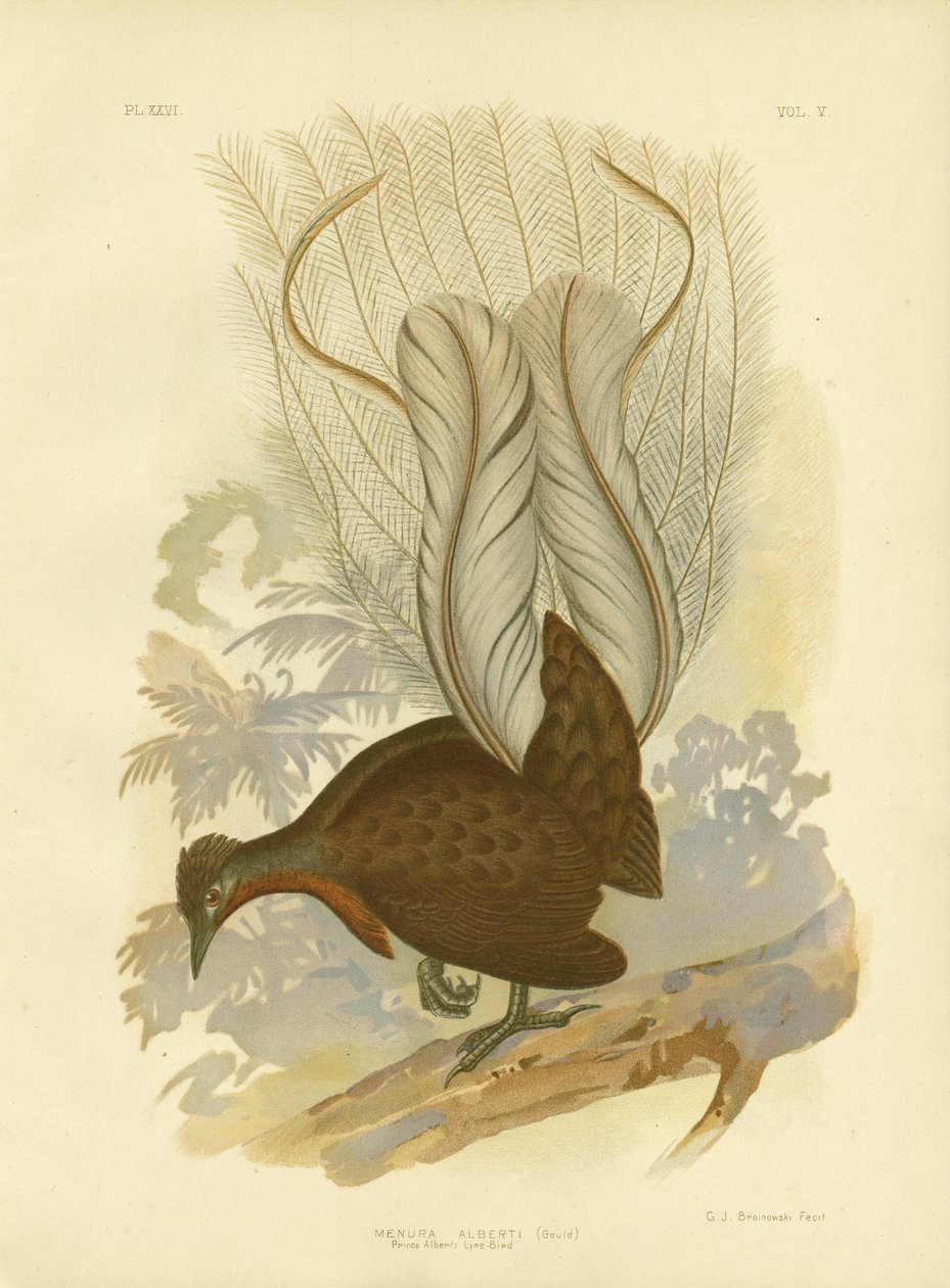 Prins Alberts Lyrebird, 1891 av Gracius Broinowski
