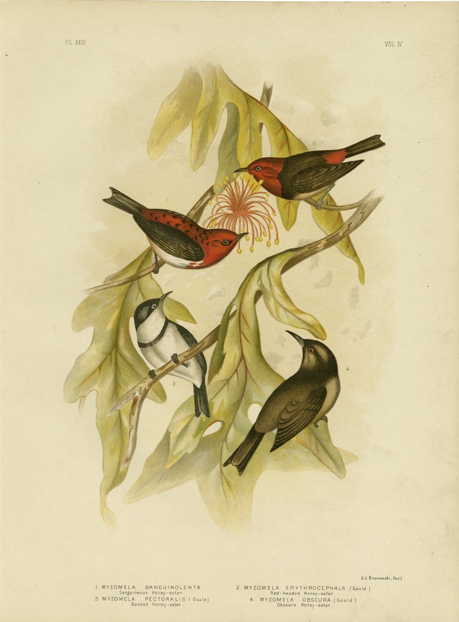Sanguineous honningeater, 1891 av Gracius Broinowski