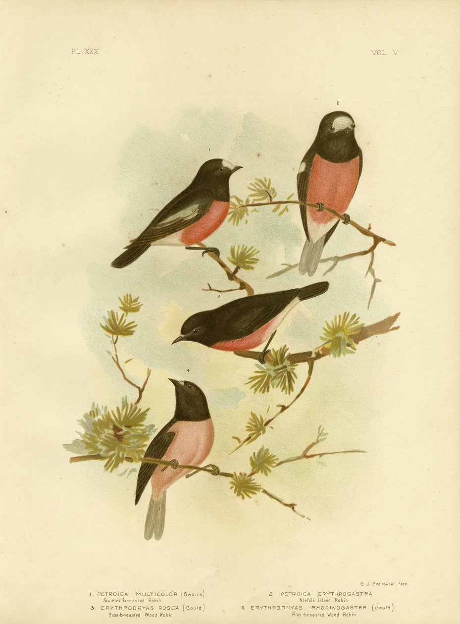 Scarlet-breasted Robin eller Pacific Robin, 1891 av Gracius Broinowski